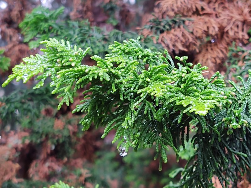 One Zoom camera shot 2