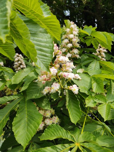 Camera, One Zoom comparison 2