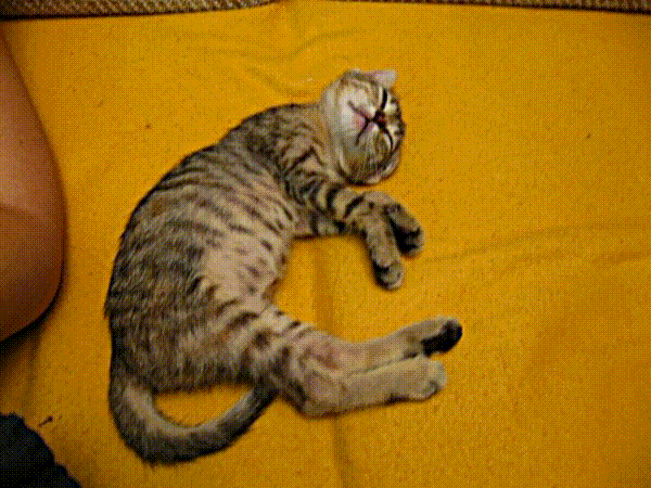 GIF made with ffmpeg