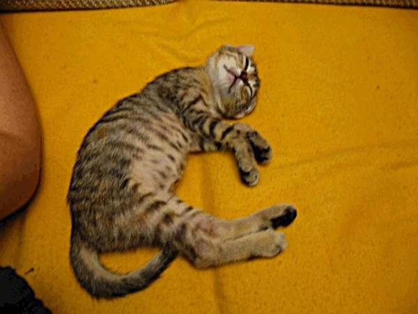 GIF made with GIMP, RGB mode