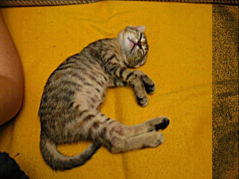 Windows, weird render