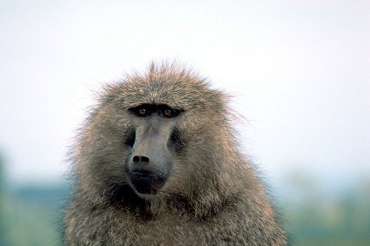 Baboon