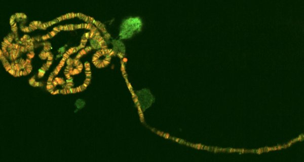 Unpaired chromosomes